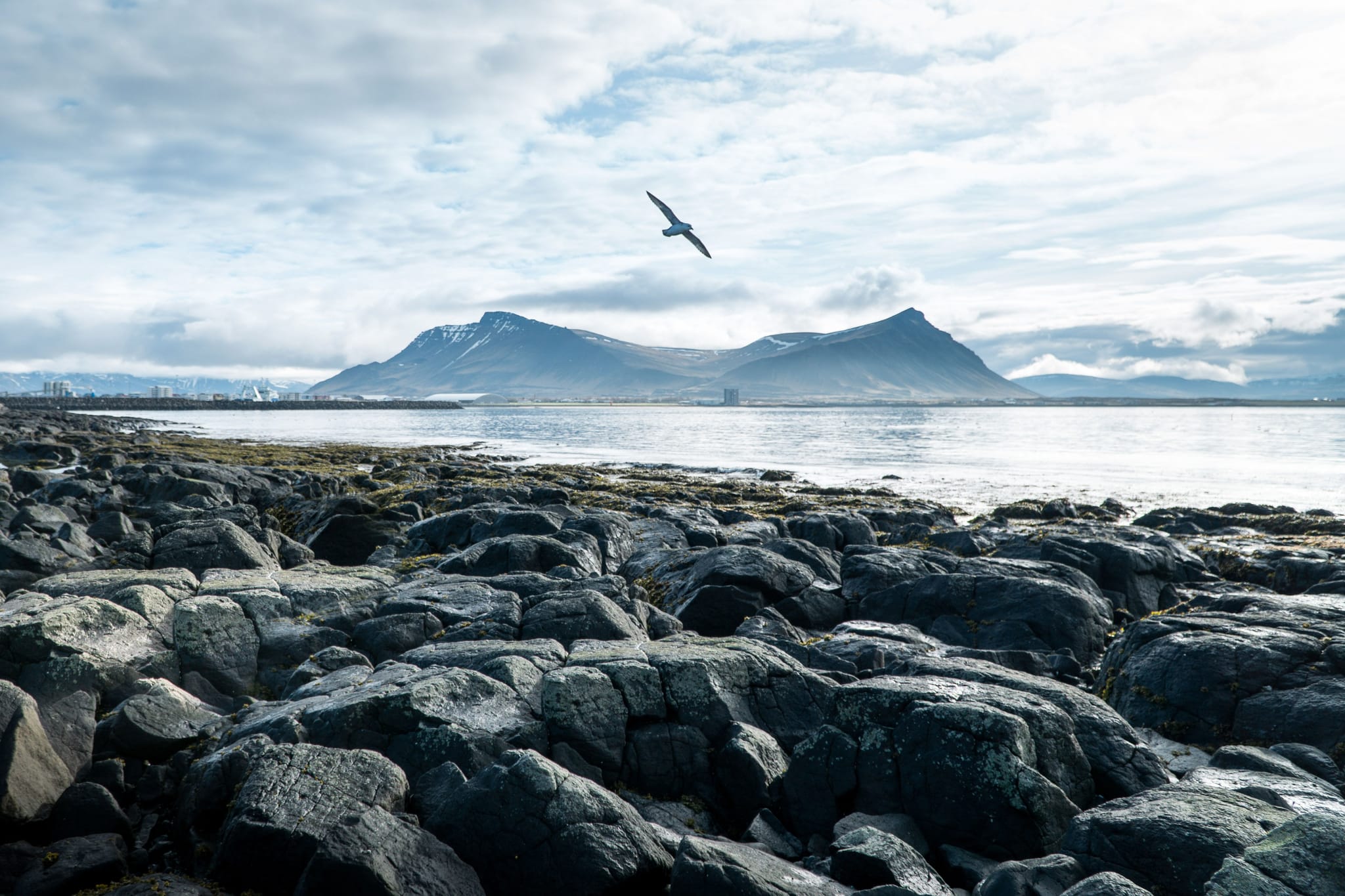 íslenskt landslag við sjávarsíðuna, fjöll í bakgrunni og fugl sem flýgur