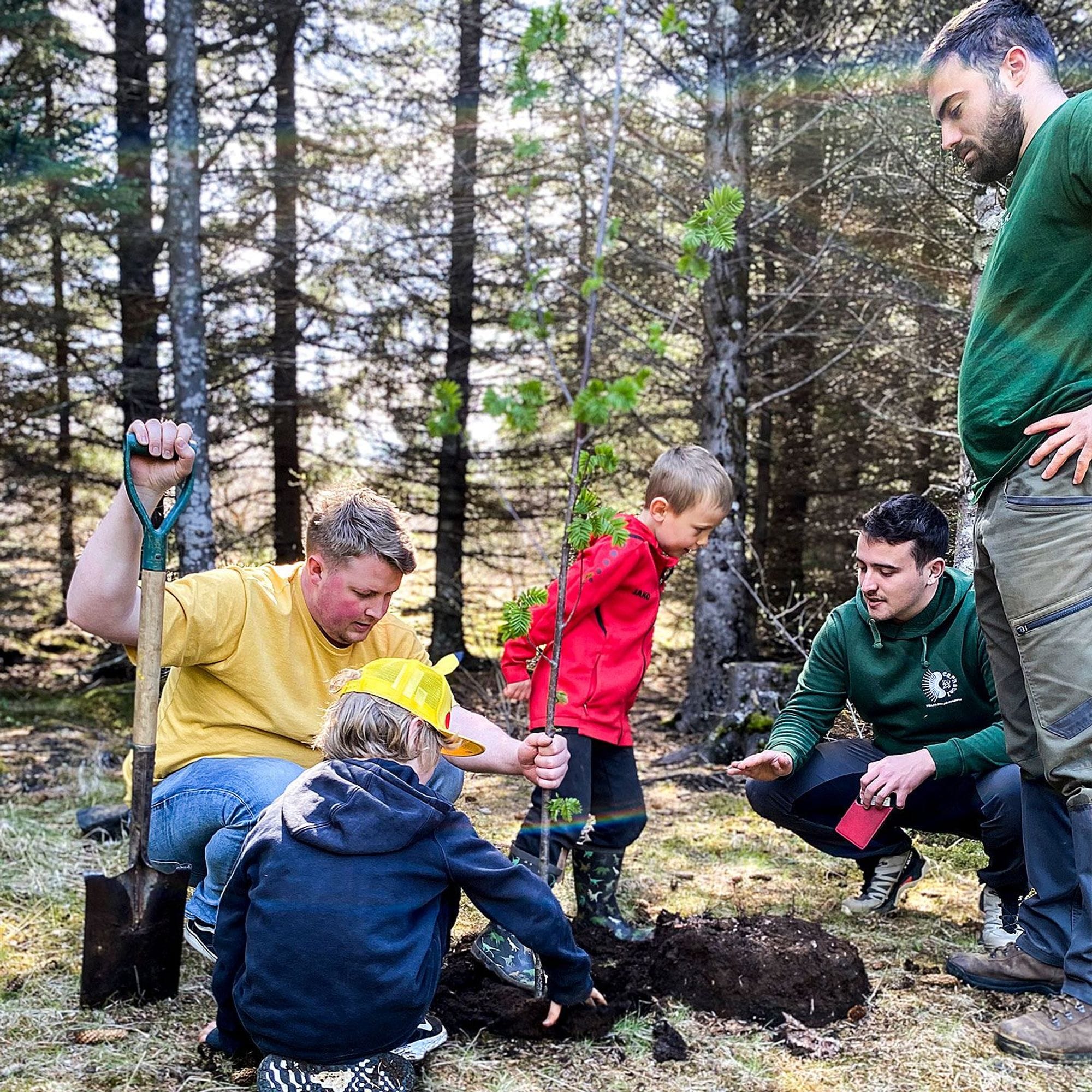 people setting down trees