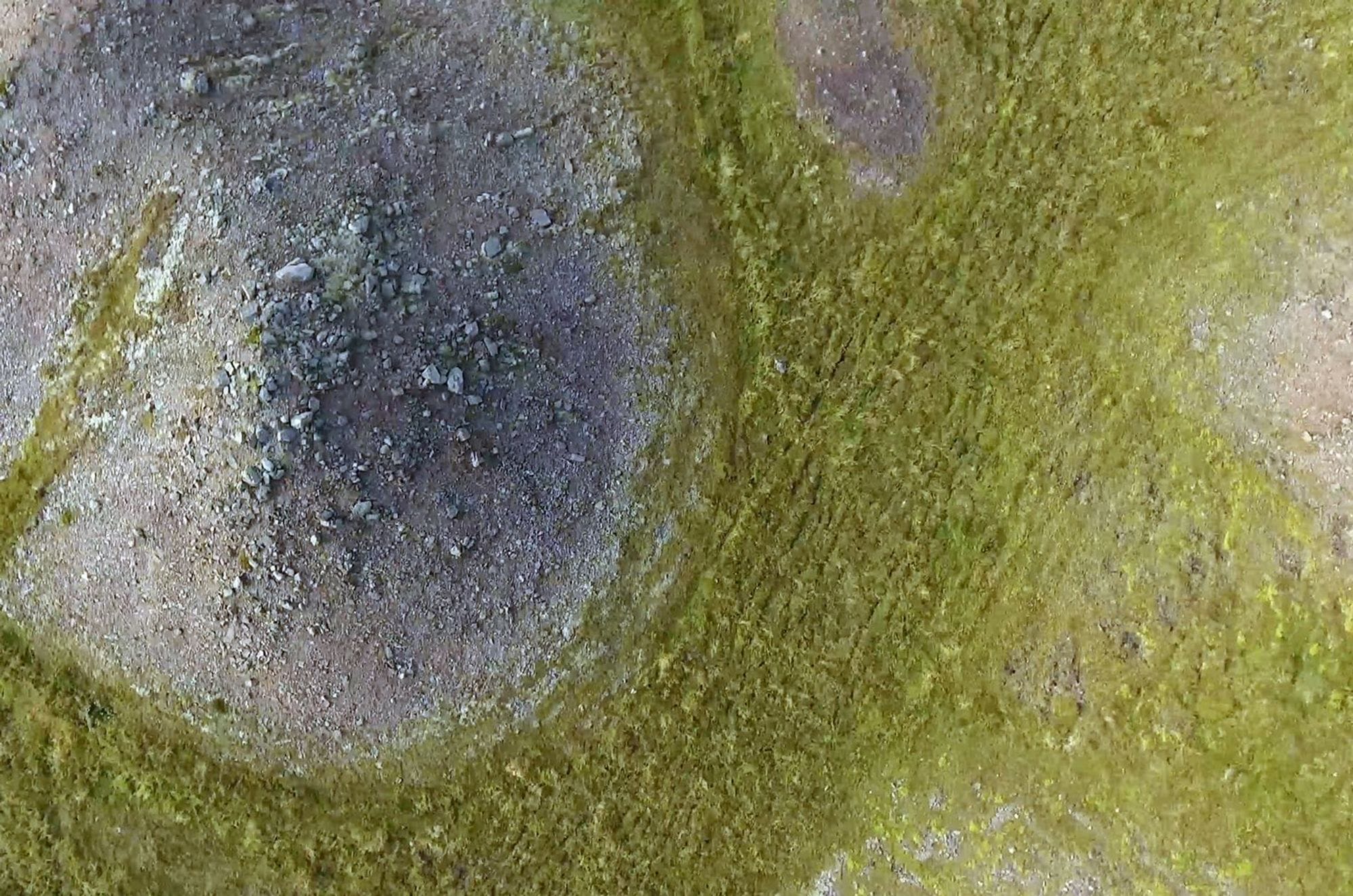 Green moss covered ground with circular formation 