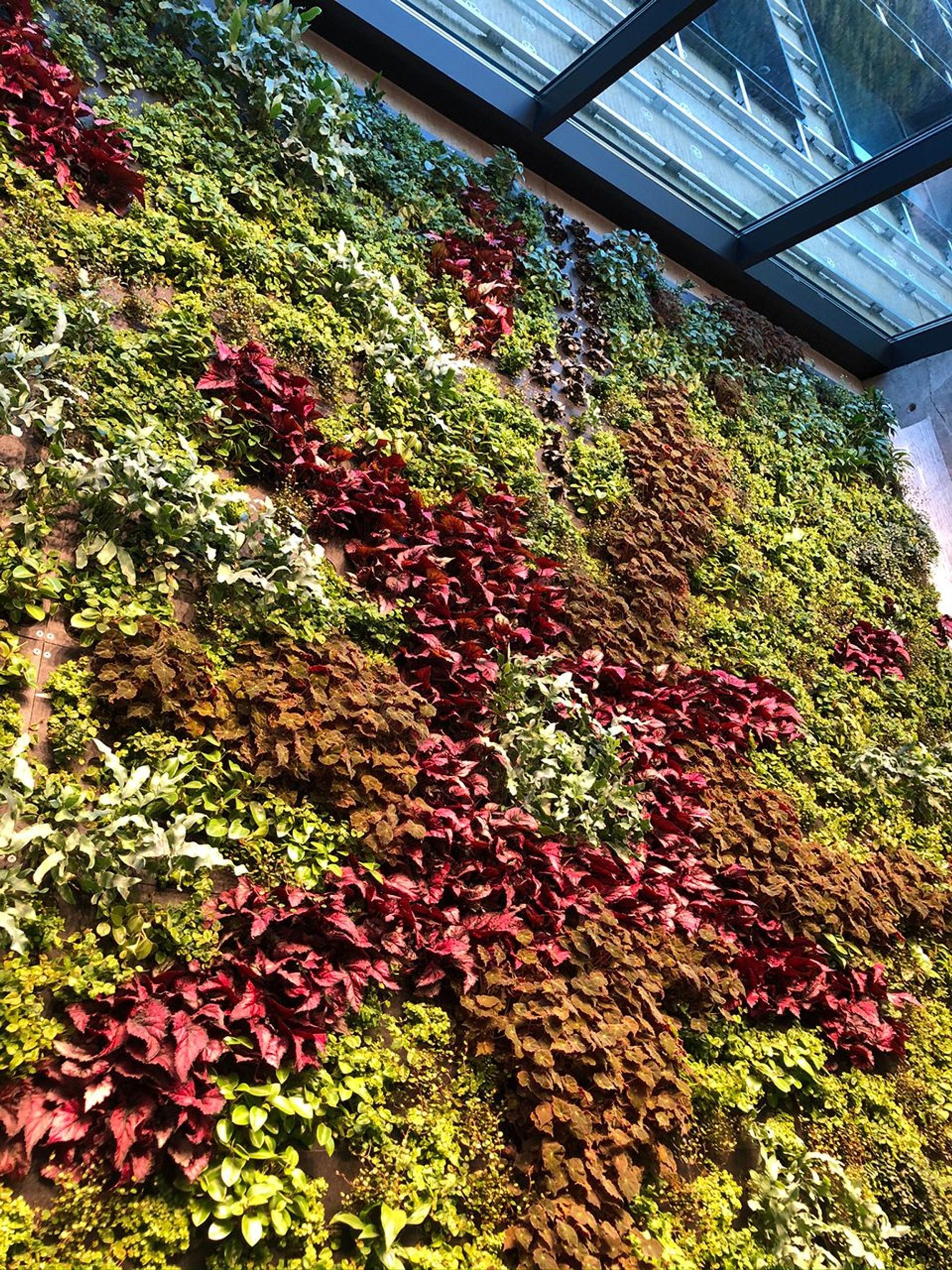 Close up photo of different pattern of green plants including red ones in between