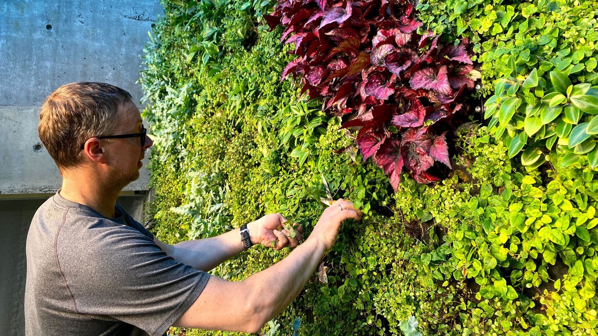 A man examining and pruning plants