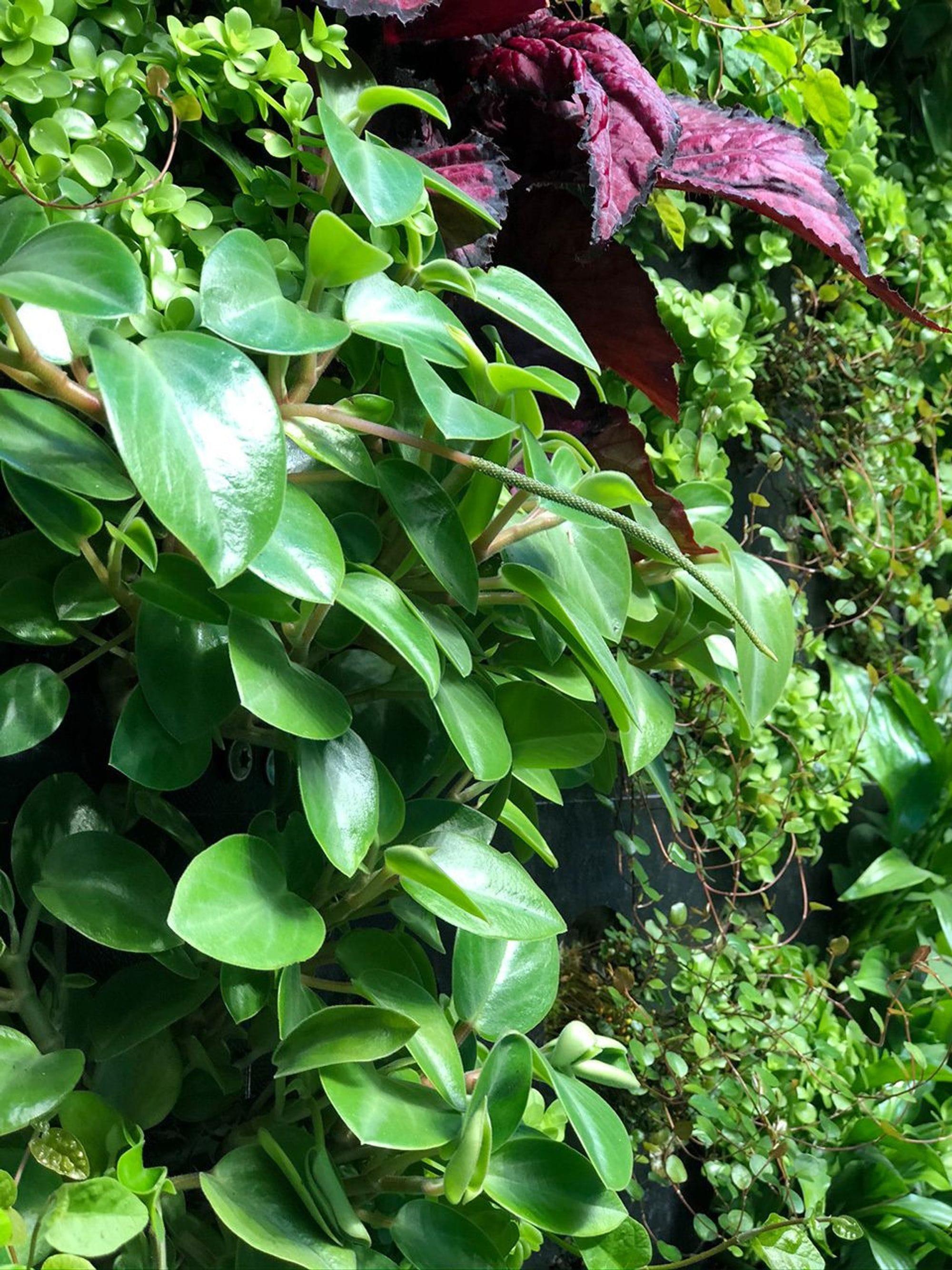 Close up picture of plants
