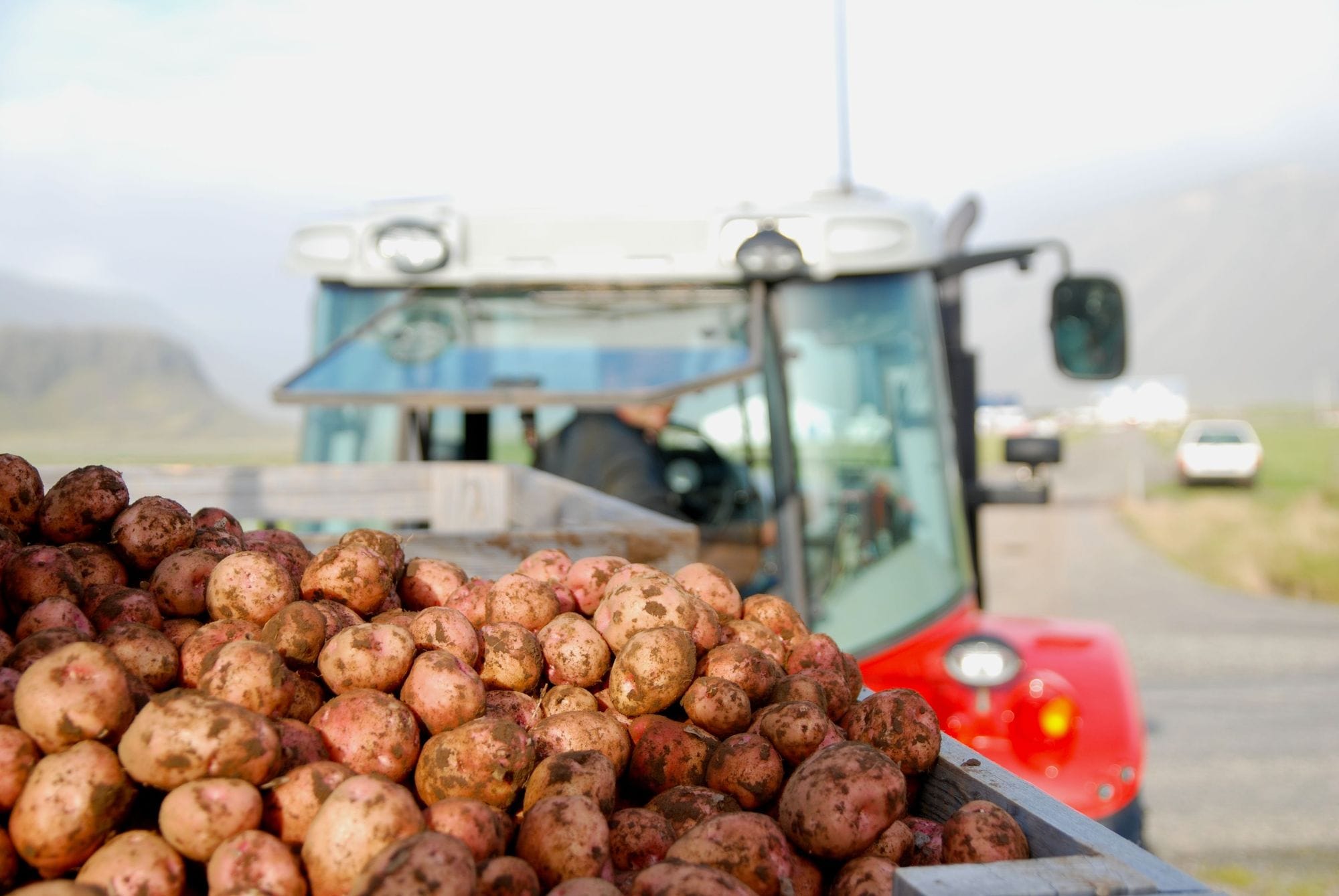Potato harvesting