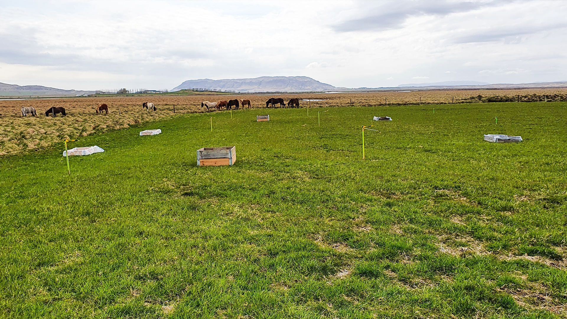 A pastoral scene with a herd of horses