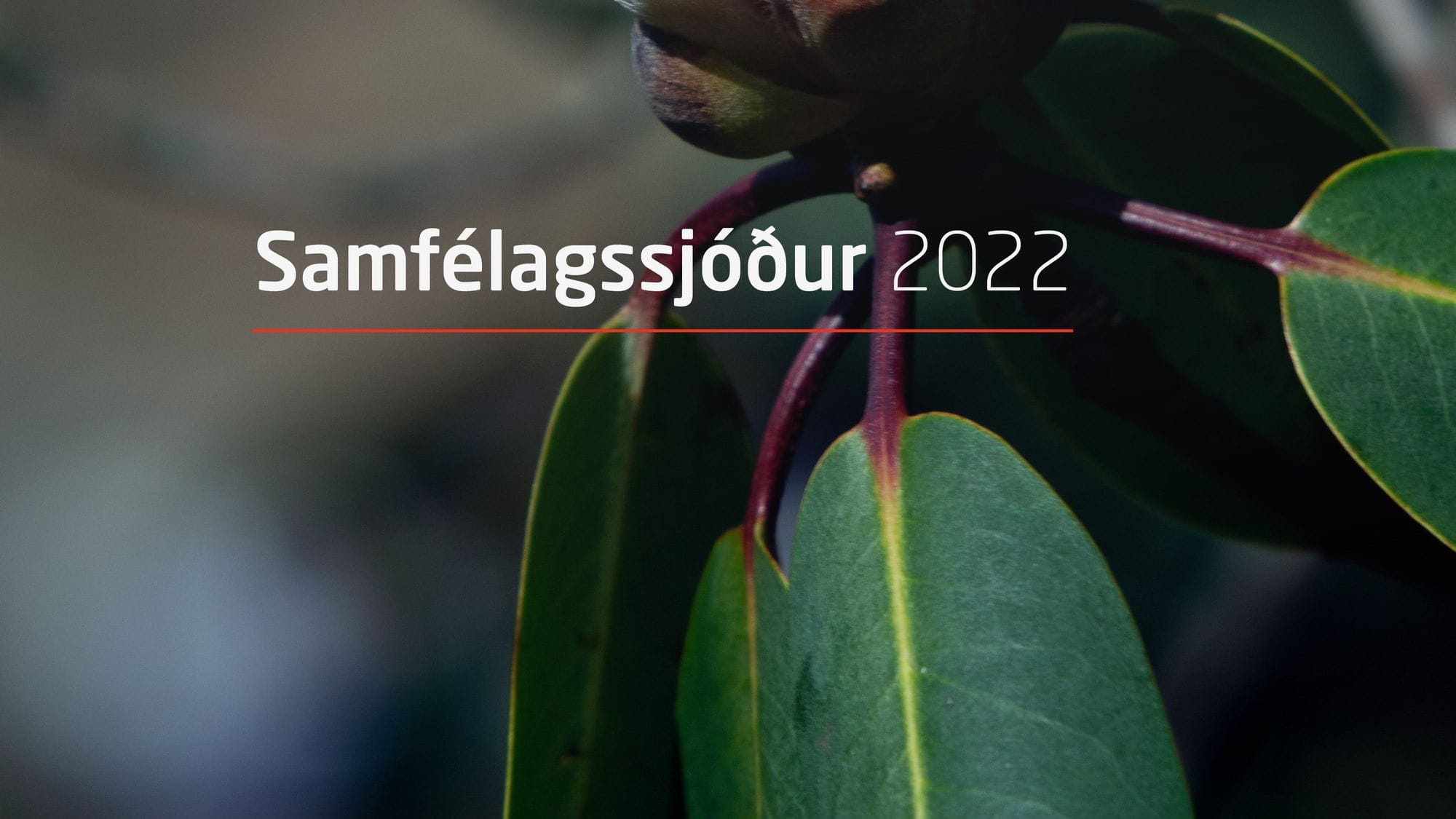 A close-up picture of green leaves with the Icelandic text super imposed to it