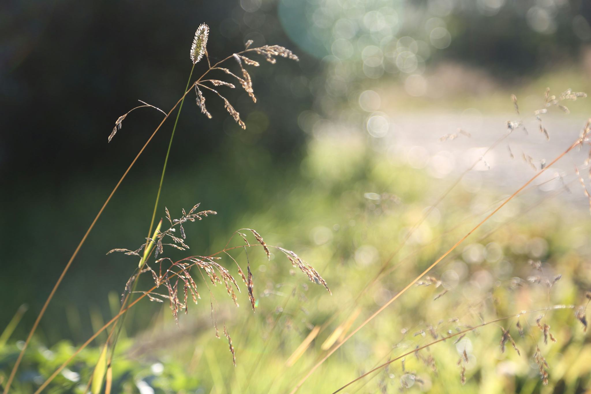 A close up photo of delicate grass backlit by sunlight, creating blurry effect in the background