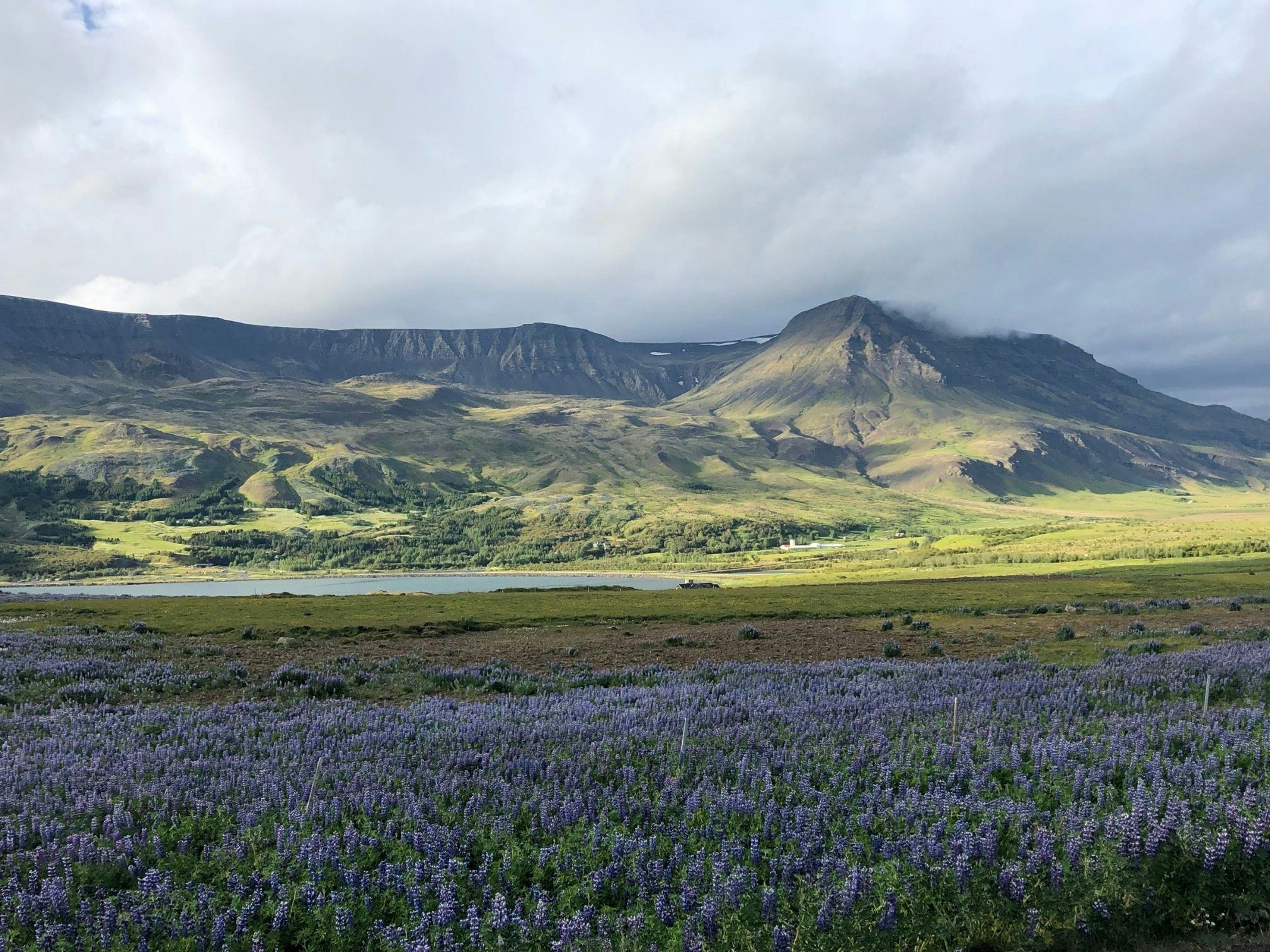 A scenic landscape showing a field of purple flowers, a lake and a majestic mountain under a cloudy sky