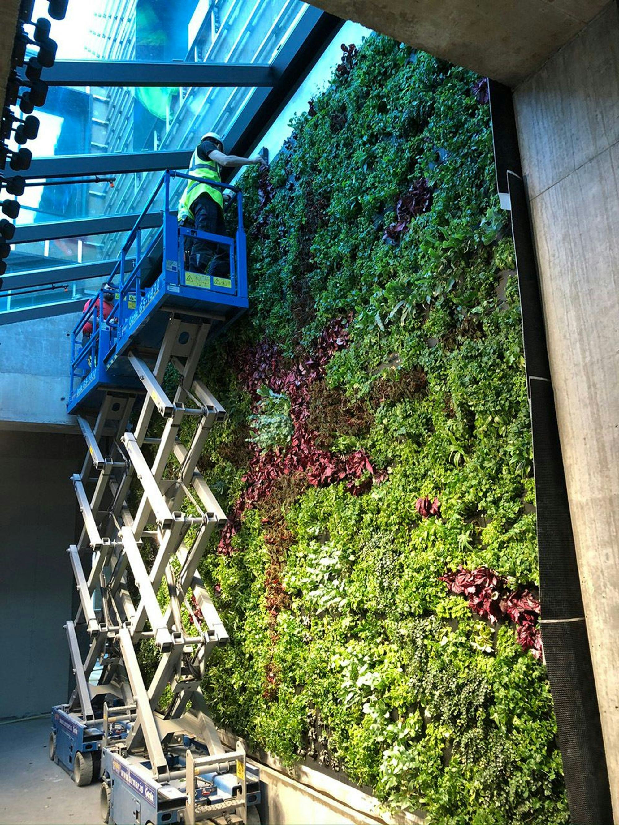An elevated work platform next to a vertical garden wall