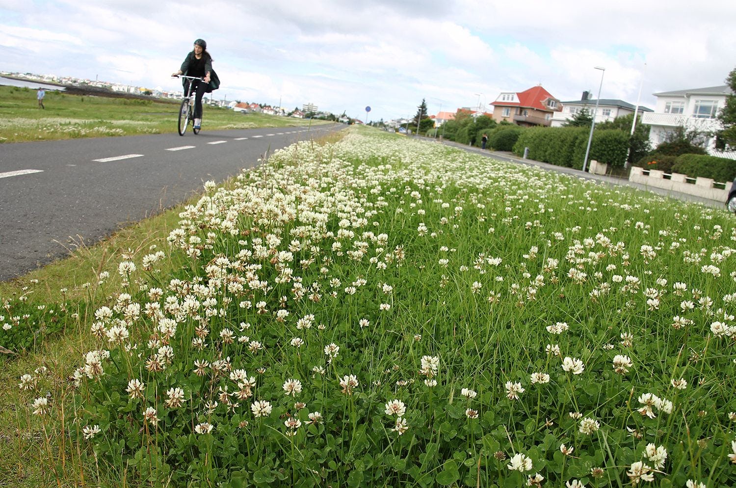 A person biking next to a field of blooming white flowers