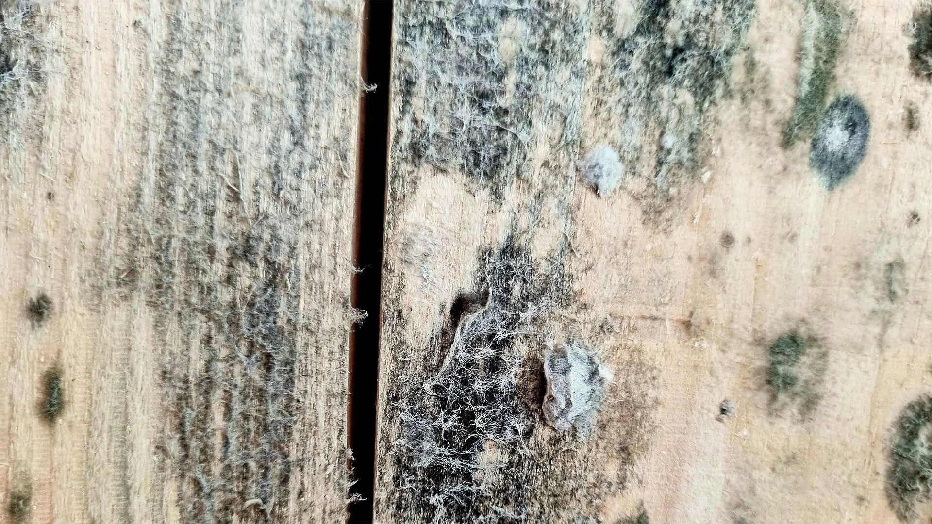 A close-up picture of a moldy wood