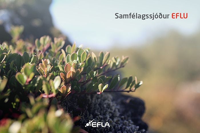 Focus shot of small green plant with blurred background