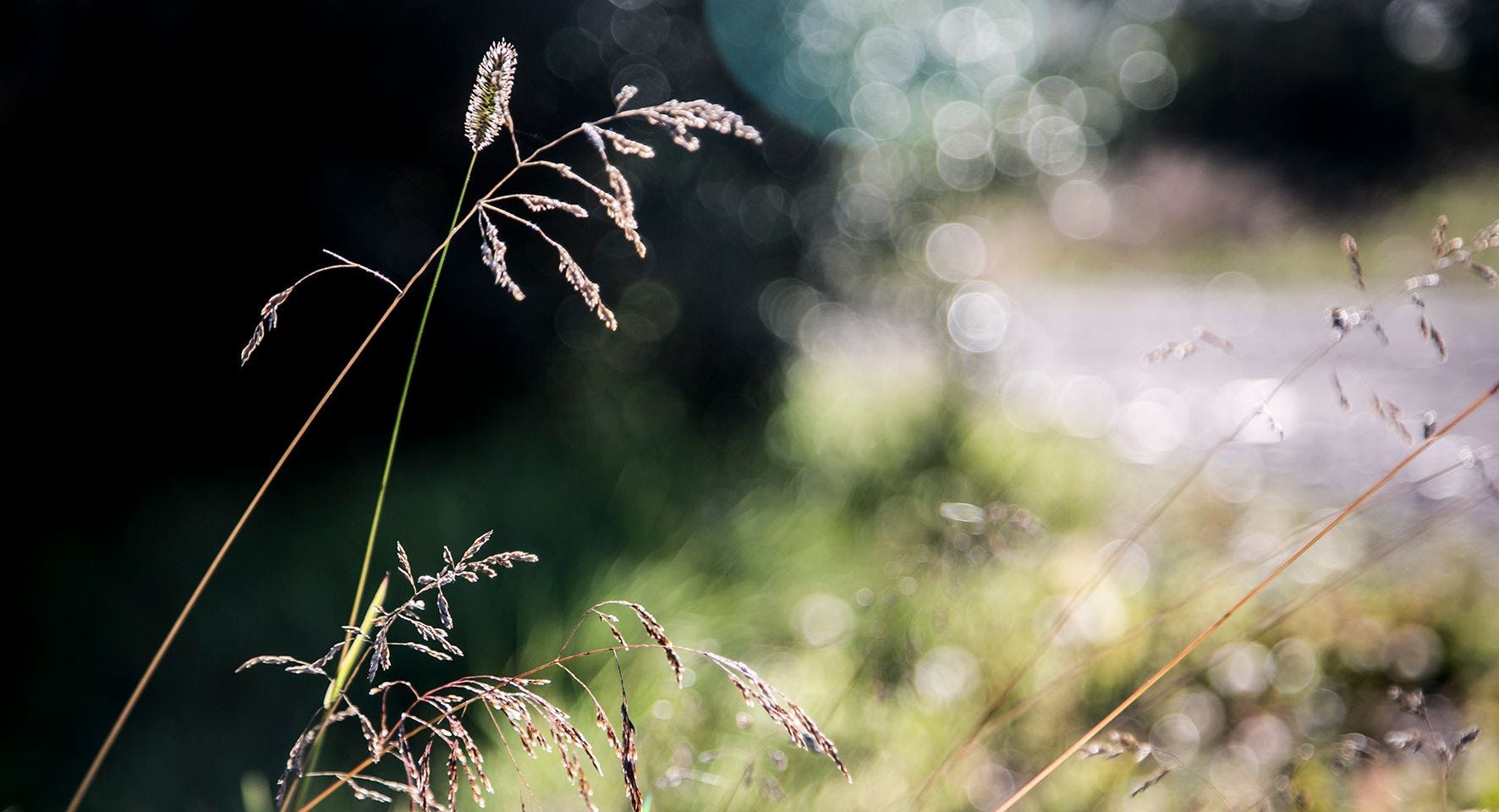 an image of grasses backlit by sunlight